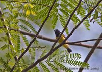 Palawan Tit - Pardaliparus amabilis