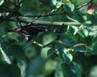 Stripe-sided Rhabdornis - Rhabdornis mysticalis