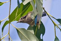 Brown-headed Honeyeater - Melithreptus brevirostris