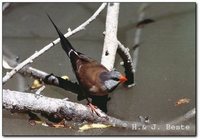 Long-tailed Finch - Poephila acuticauda