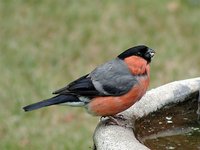 Eurasian Bullfinch - Pyrrhula pyrrhula