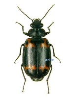 미기록 밑빠진먼지벌레 - Lioptera erotyloides
