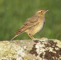 Tawny Pipit