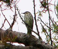 Streaked Flycatcher