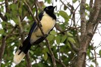 Plush-crested  jay