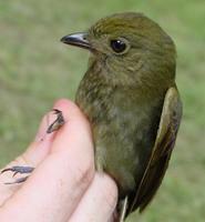 Photos of a thrush-like manakin, made by Brian O'Shea in the