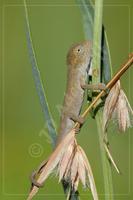 Drakensberg dwarf chameleon, Bradypodion dracomontanum, juvenile