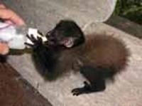 'Tabajarinha' - Infant Chiropotes israelita (Brown-backed Bearded Saki)
