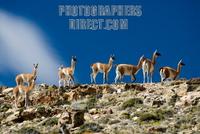 Guanacos ( Lama guanicoe ) Guanaco in the Wild , Perito Moreno National Park , Southern Andean P...