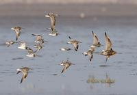 Great knot C20D 03020.jpg