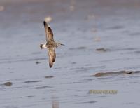 Great knot C20D 03044.jpg