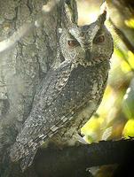 Collared Scops-Owl Otus lettia, Socheong, South Korea - Oct 23, 2005 © Nial Moores/Birds Korea