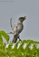 Large-Cuckooshrike