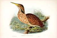 Hart after Gould American Bittern (Botaurus lentiginosus)