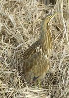 American Bittern a.jpg (58221 bytes)