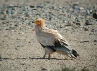 Egyptian Vulture (Neophron percnopterus)