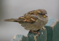 House Sparrow (Passer domesticus)