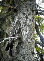 Great Grey Owl (Strix nebulosa)