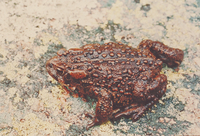 BOREAL TOAD