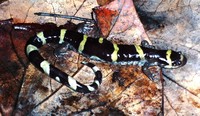 : Ambystoma annulatum; Ringed Salamander