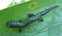 : Bolitoglossa franklini