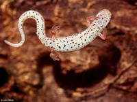 : Hemidactylium scutatum; Four-toed Salamander