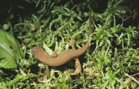 : Notophthalmus viridescens; Eastern Newt