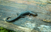 : Pseudoeurycea goebeli