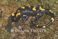 : Salamandra algira; Algerian Salamander