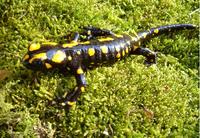 : Salamandra corsica; Corsican Fire Salamander