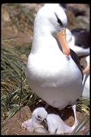 : Diomedea melanophris; Black-browed Albatross