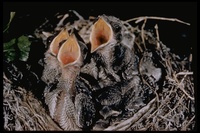 : Lanius ludovicianus; Loggerhead Shrike