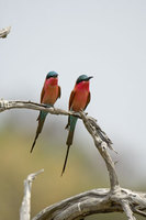 : Merops nubicoides; Southern Carmine Bee-eater