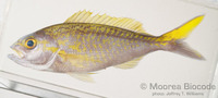 : Pristipomoides auricilla