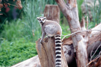 : Lemur catta; Ring Tailed Lemur
