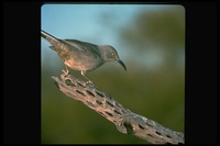 : Toxostoma curvirostre; Curve-billed Thrasher