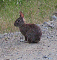 : Sylvilagus bachmani; Brush Rabbit