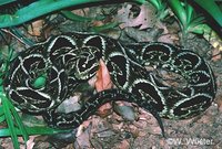 : Bothrops fonsecai; Fonseca's Lancehead