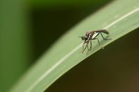 : Dioctria hyalipennis