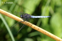 : Orthetrum coerulescens; Keeled Skimmer