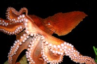 : Enteroctopus dofleini
