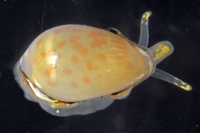 : Granulina margaritula; Pear Marginella