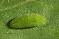 : Satyrium liparops; Striped Hairstreak