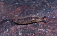: Prophysaon dubium; Papillose Taildropper