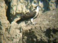 ...An Osprey was feeding on a fish on the steep banks of Nelson Lake, Oliver Co.  Photo by Corey El