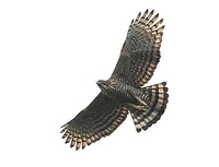 Mountain Hawk Eagle Spizaetus nipalensis