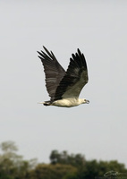 Haliaeetus leucogaster  White-bellied Sea Eagle photo