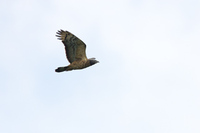 ［ハチクマ］ Oriental Honey Buzzard / Pernis ptilorhynchus / 57cm