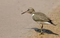 Common Sandpiper