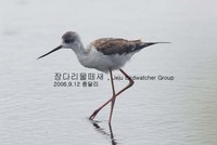 장다리물떼새Black-winged Stilt